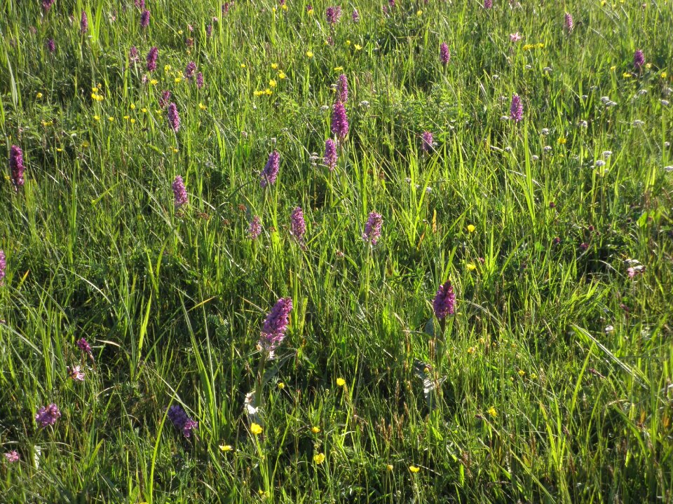 Orchid plant nature