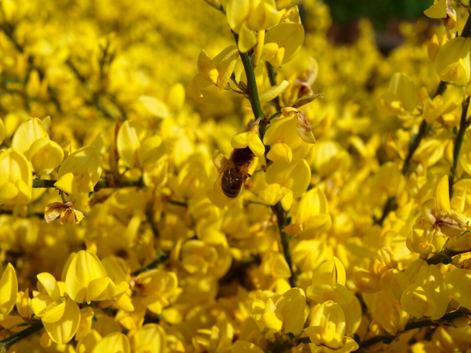 Field of rapeseeds blossom bloom