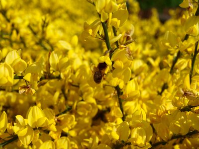 Field of rapeseeds blossom bloom photo