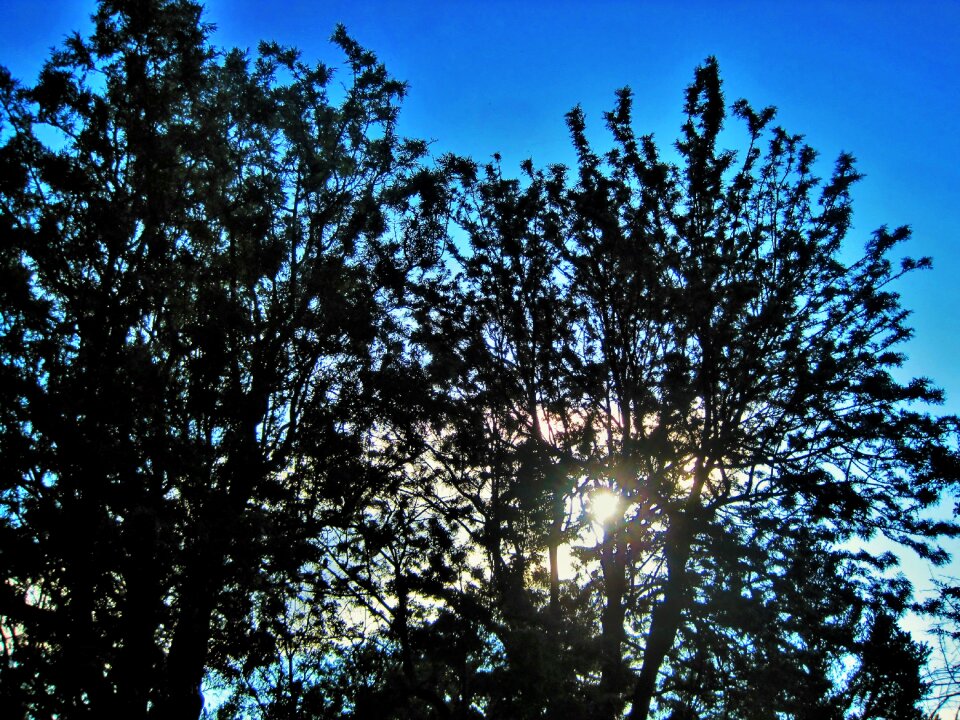 Green foliage light