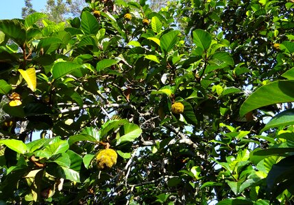 Fruit artocarpus hirsutus aini