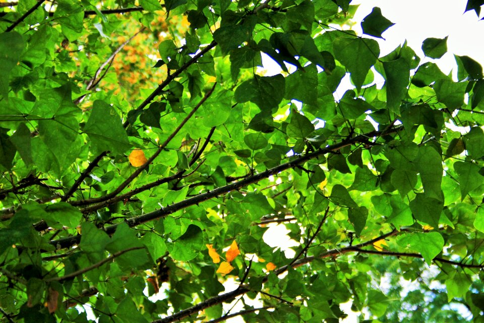 Green yellow foliage