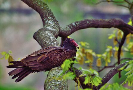 Buzzard niagara gorge ontario