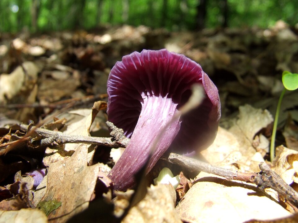 Nature avar purple gambosa