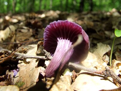 Nature avar purple gambosa