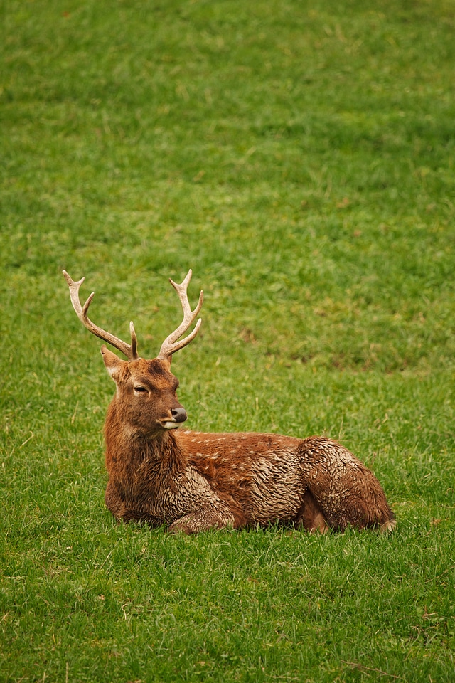 Brown deer field photo