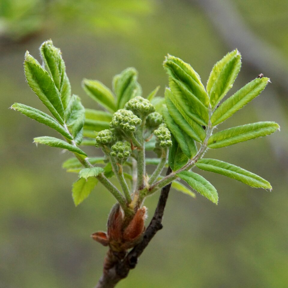 Spring a new beginning sorbus