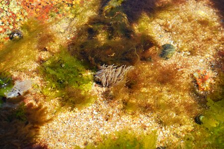 Actinia equina sea creature