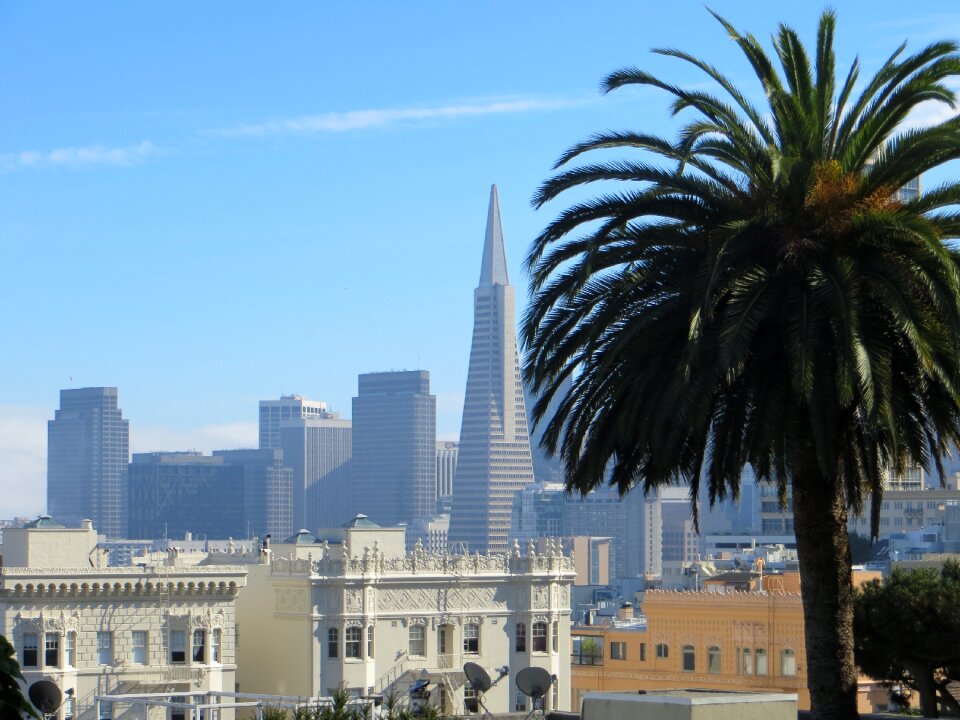 Transamerica pyramid building palm
