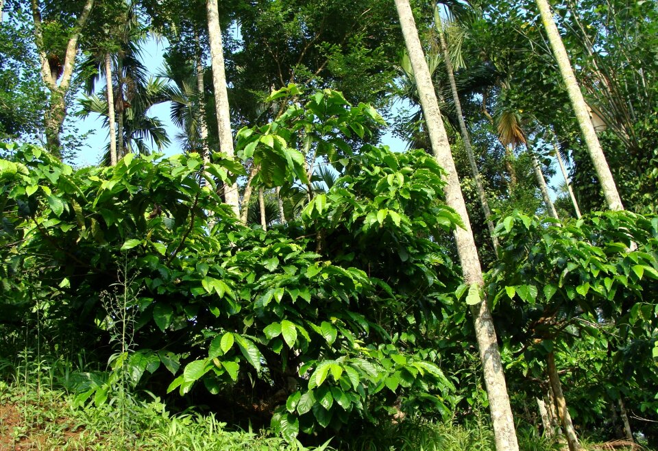 Ammathi coorg india