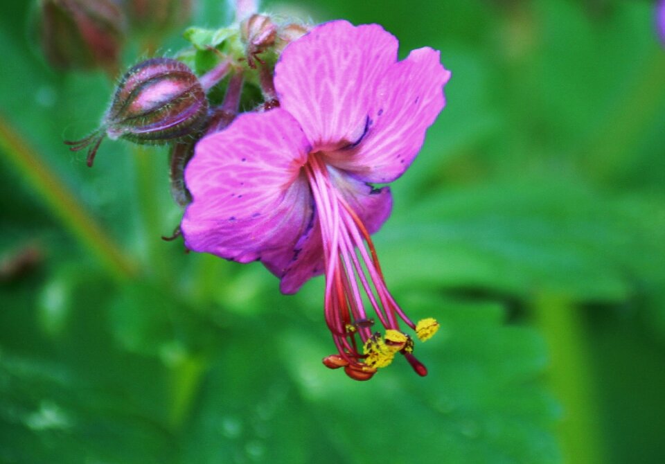 Bloom garden purple