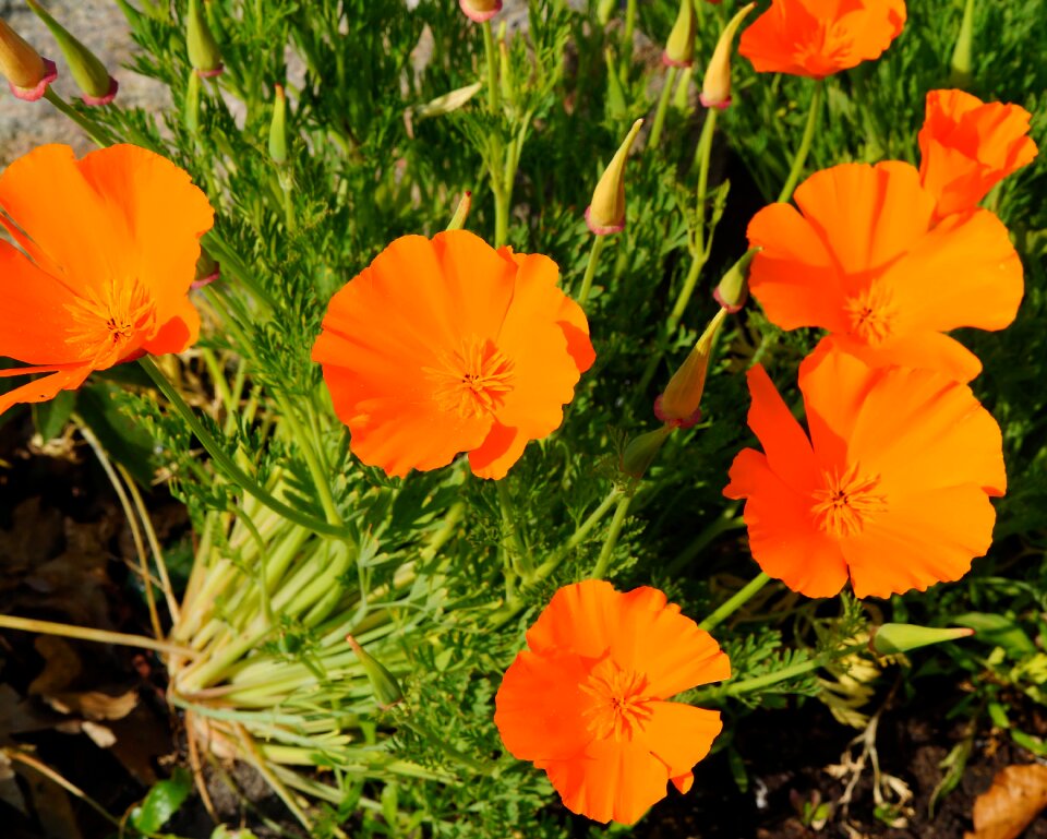 Orange flowers sweet colorful