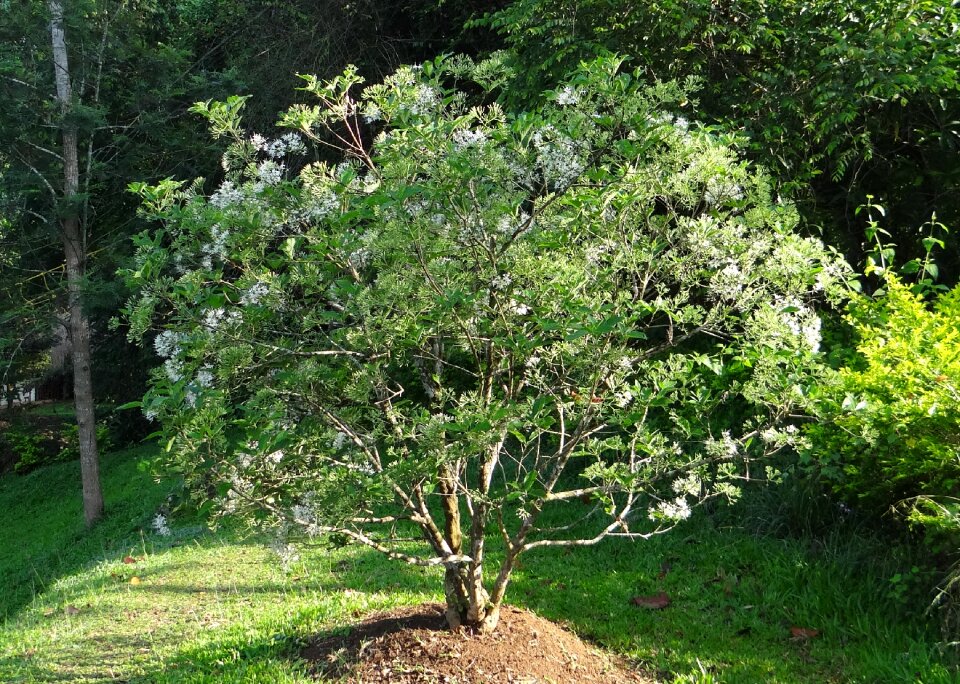 Ixora pavetta ixora indica india