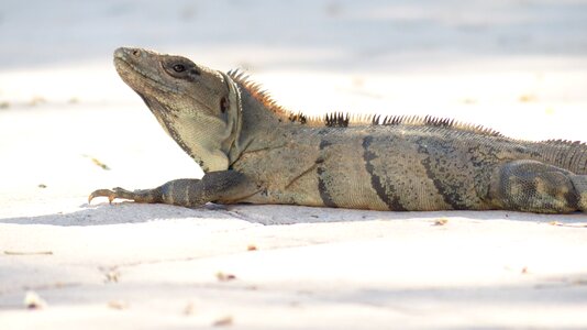 Wildlife dragon cold blooded
