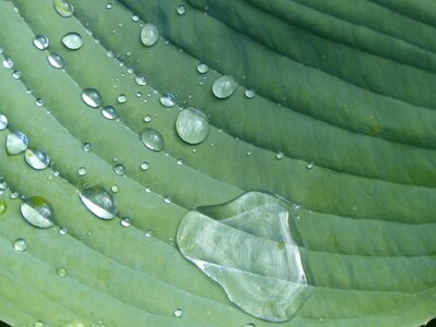 Sheet plant green