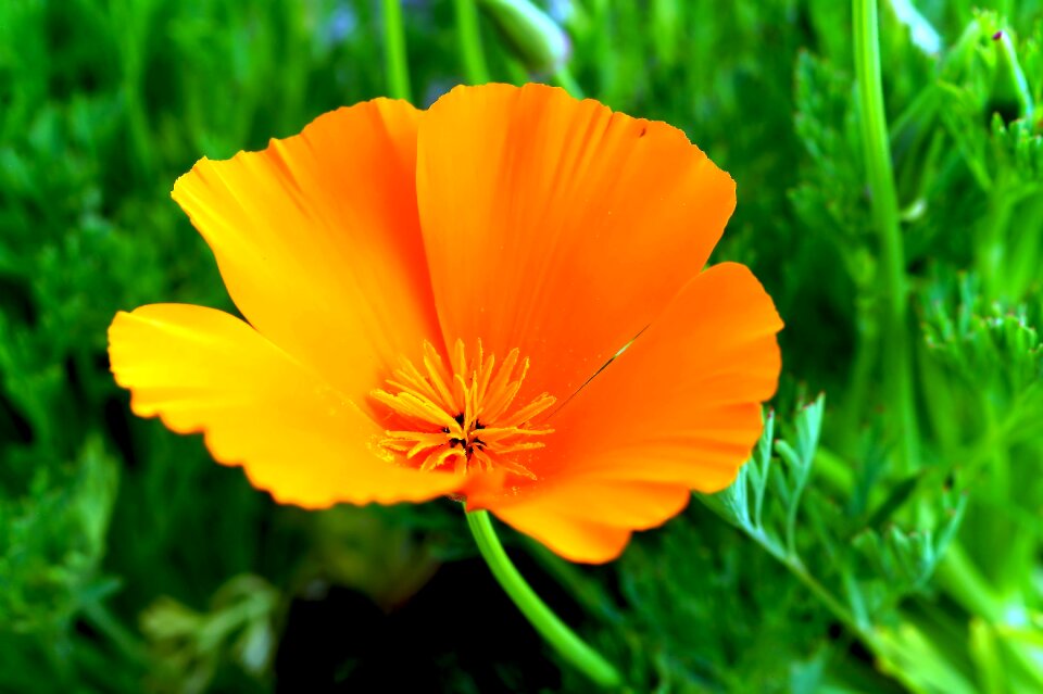 Orange flowers sweet colorful