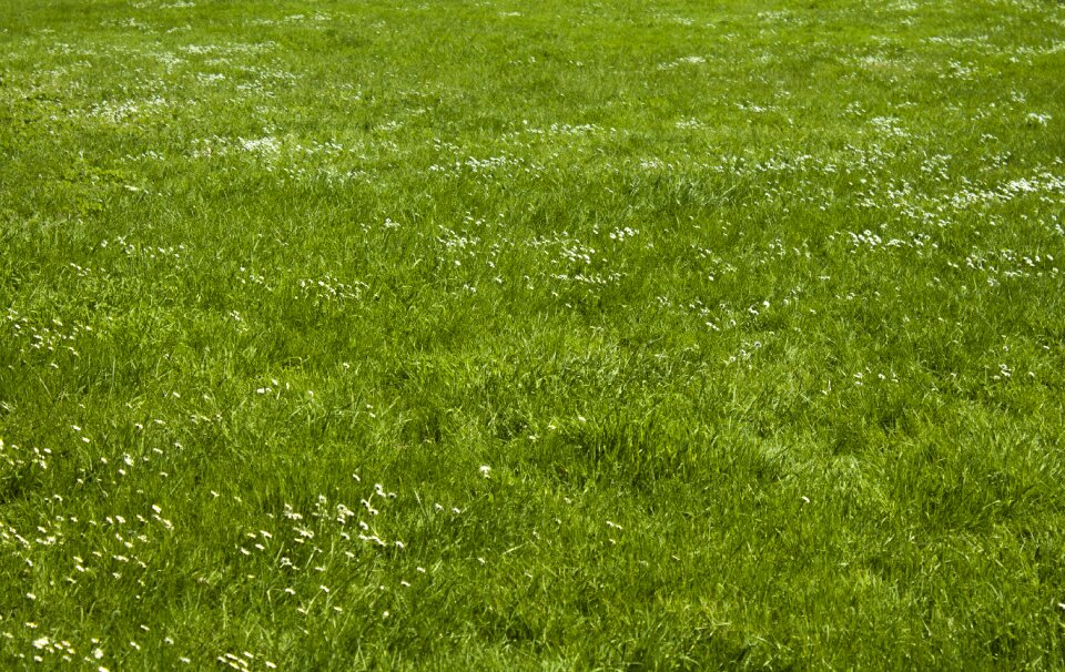 Plant grass texture