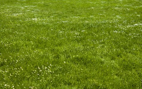 Plant grass texture