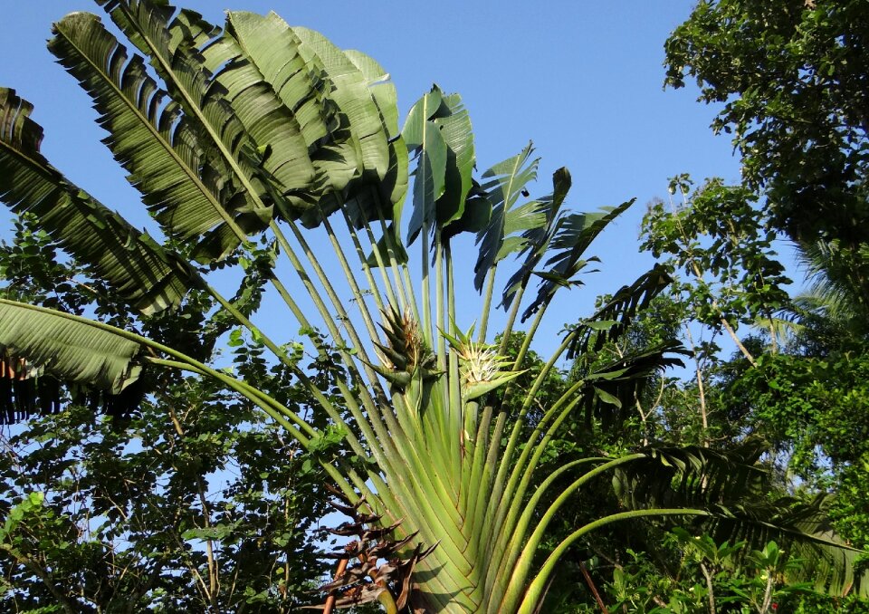 Strelitziaceae kodagu india