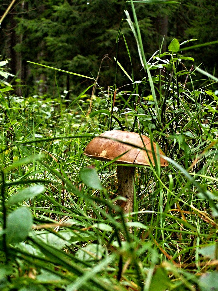 Forest macro bilberry