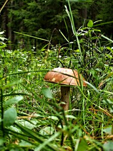 Forest macro bilberry