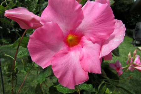 Beauty pink flower beautiful photo