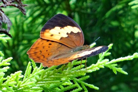 Brush-footed butterfly nymphalidae ammathi photo