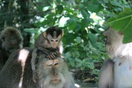 Indonesia baby monkey playing photo