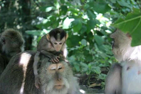 Indonesia baby monkey playing
