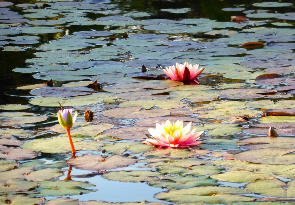 Water flowers park