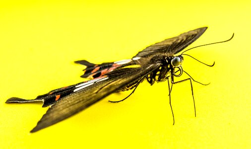Butterfly insect Free photos