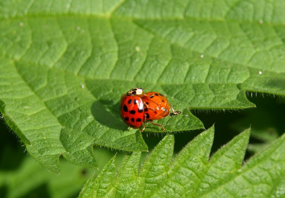Pair insect beetle
