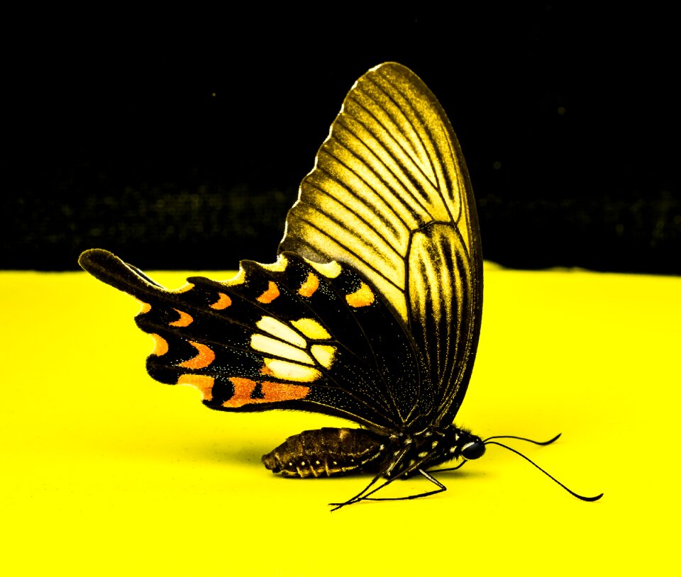 Butterfly insect Free photos