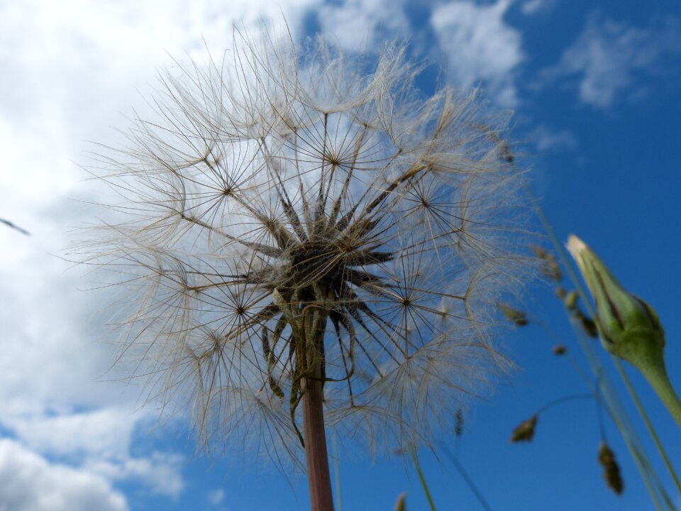 Dandelion sky Free photos