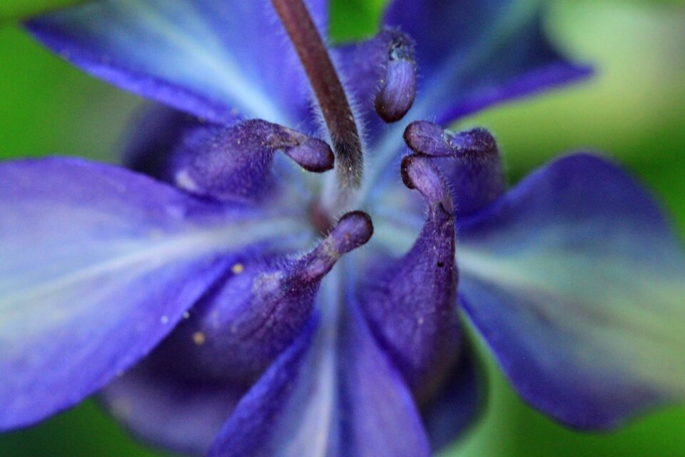 Flower purple raindrop