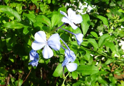 Flower blue plumbago auriculata