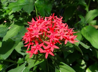 Pentas lanceolata flower red