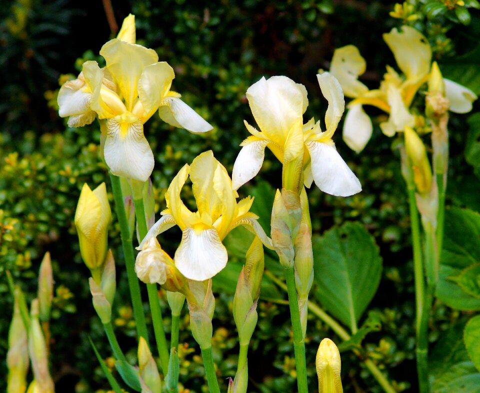 Yellow ornamental plant nature