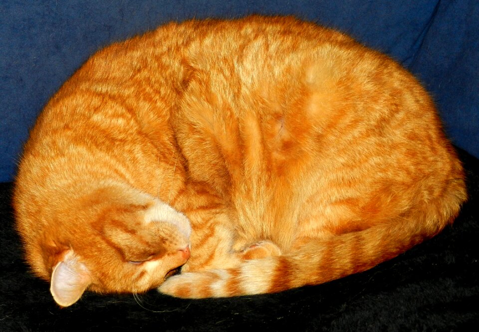 Snuggle photography domestic cat