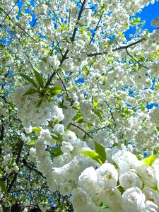 White garden summer