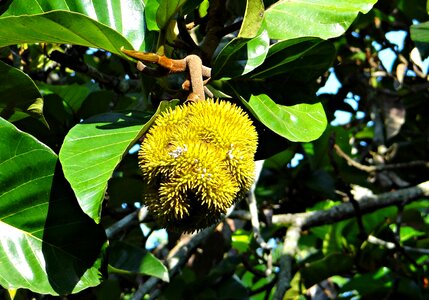 Fruit artocarpus hirsutus aini