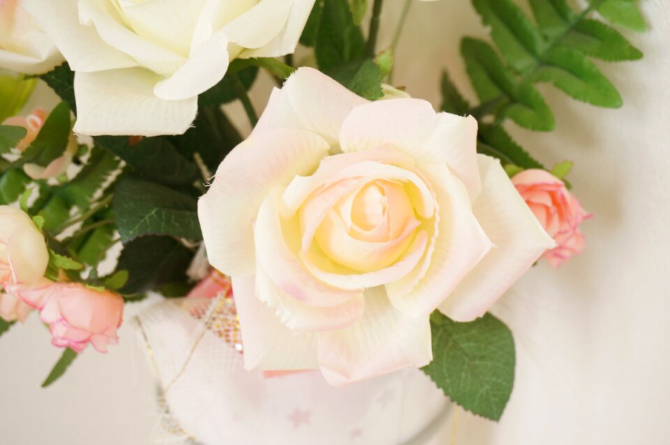 Rosaceae pink white