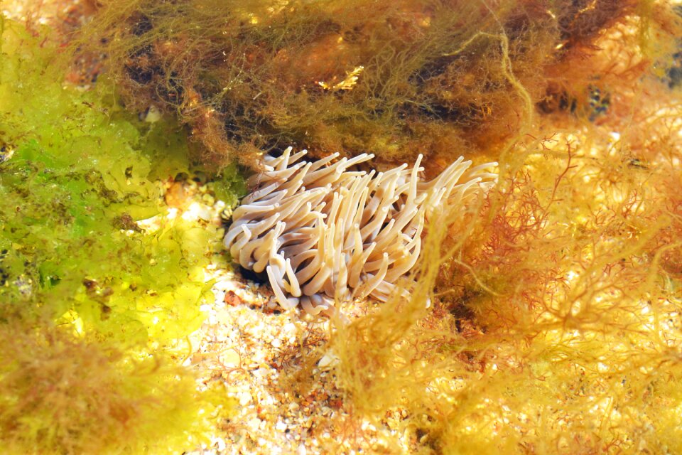 Actinia equina sea creature