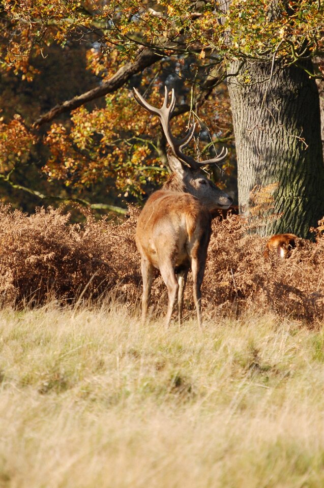 Richmond park wildlife antlers