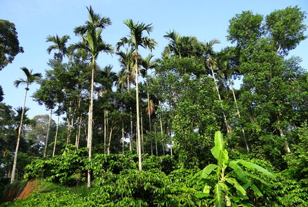 Ammathi coorg karnataka photo