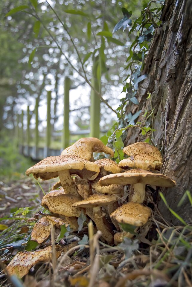 Mushroom nature mushrooms