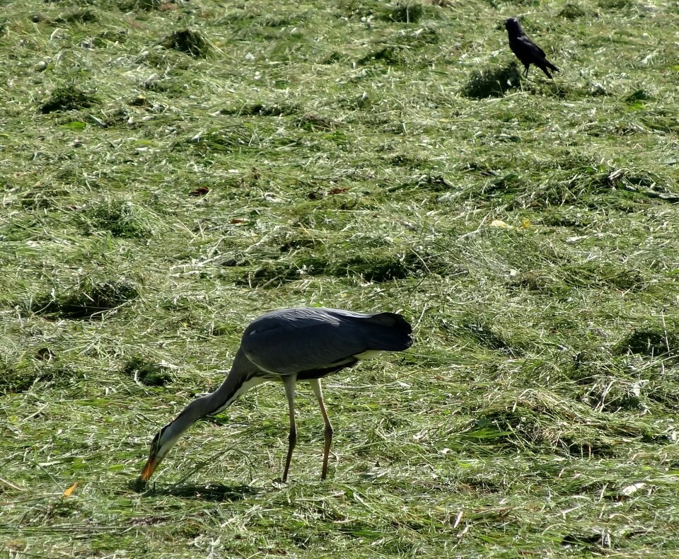 Pasture polder animal