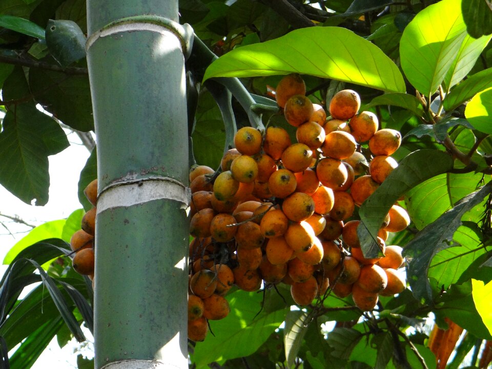 Betel palm fruits dates