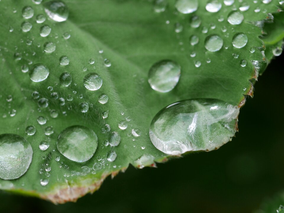 Dew water leaf