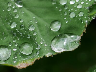 Dew water leaf photo